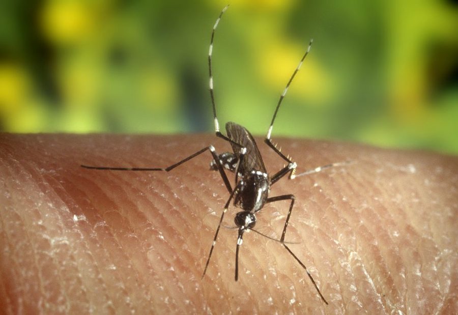 Seasons first mosquitoes carrying West Nile virus found in Rye