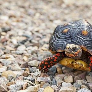 The red foot tortoise that Animal Embassy will be bringing to the library next week.