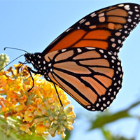 Bartow-Pell talk: Miraculous yearly journey of monarch butterflies