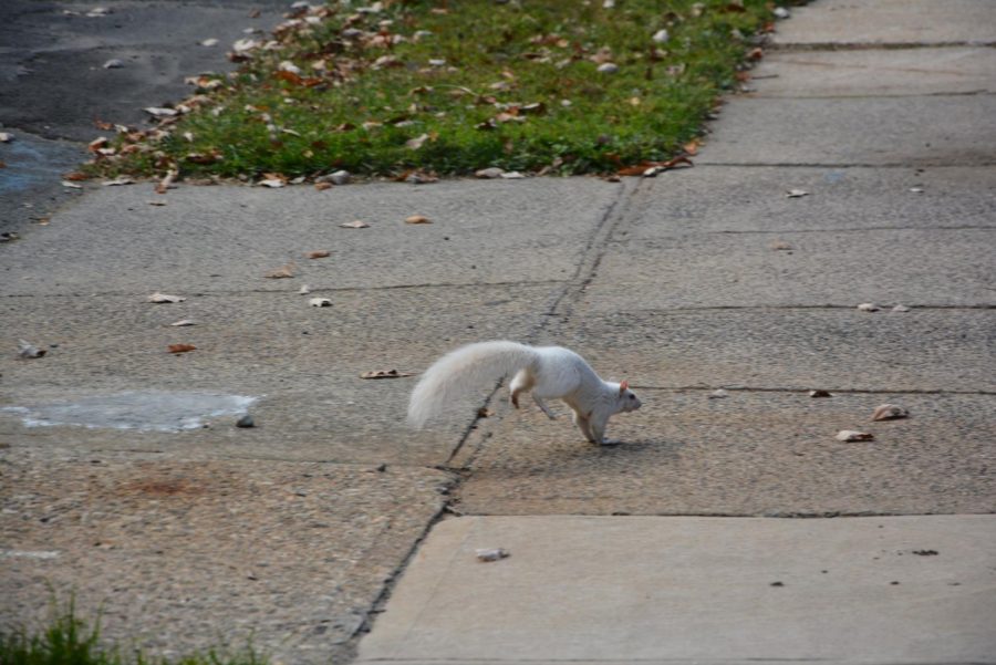 Snapshot: Albino Squirrel! near Prospect Hill