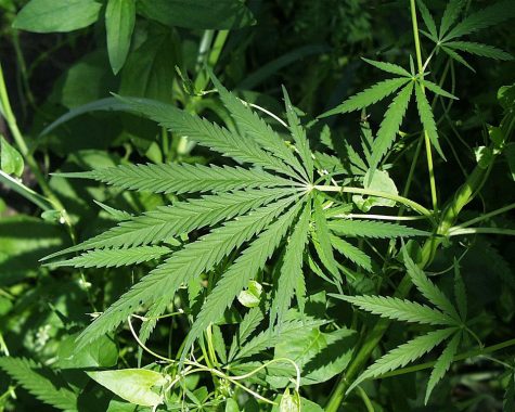 Hemp (Cannabis sativa L.) in Sherburne National Wildlife Refuge.