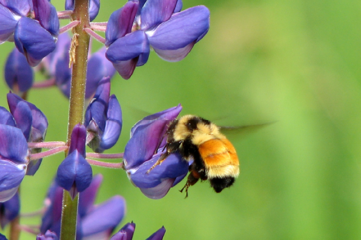 Proposed NYS bills serve to protect honey bees, other pollinators ...