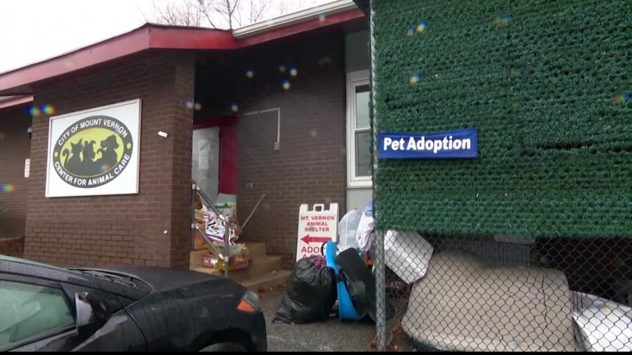 Mount Vernon Animal Shelter announces closure; Humane Society to step in –  Pelham Examiner