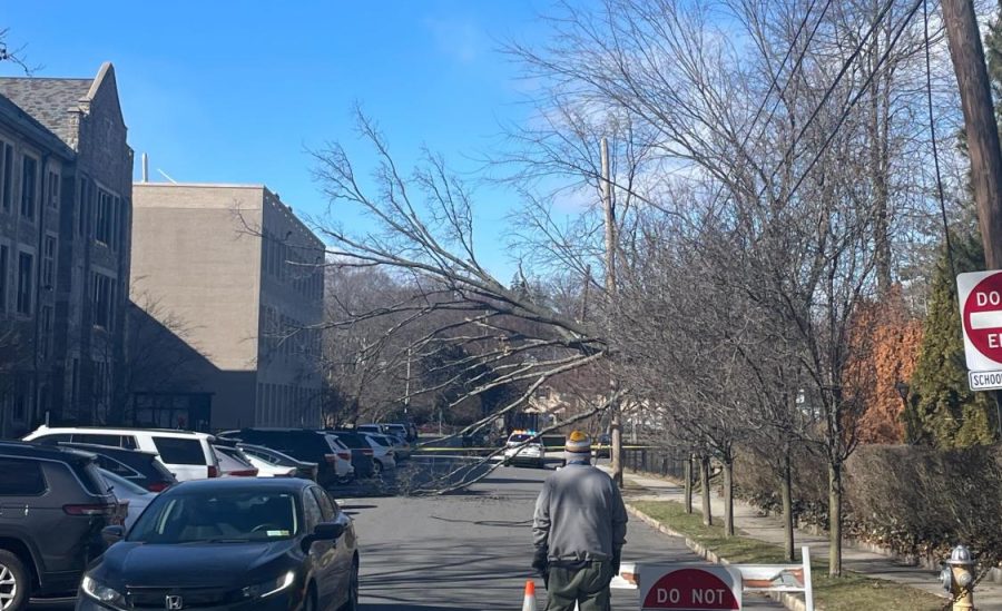 Downed tree closes Franklin Place and back entrance to PMHS