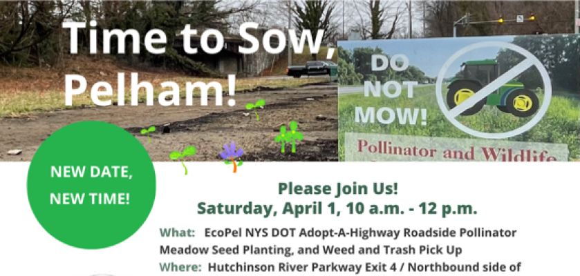 EcoPel calls for volunteers for next stage of roadside pollinator planting project