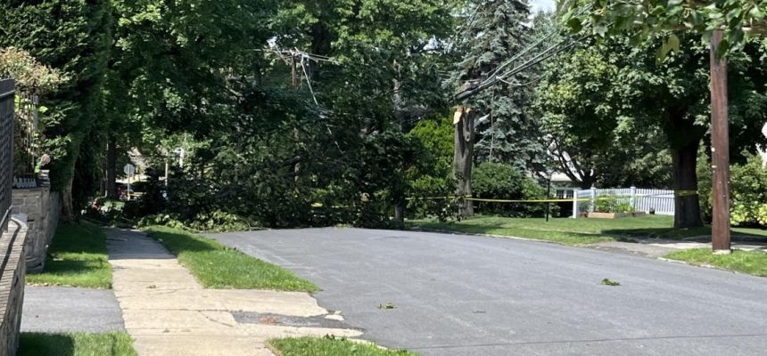 A tree on Secor Lane was toppled by Saturdays thunderstorm. 
