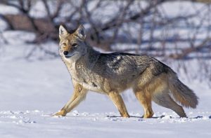 Pelham Manor warns of several coyote sightings in village, lists precautions